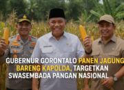 Gubernur Gorontalo Panen Jagung Bareng Kapolda, Targetkan Swasembada Pangan Nasional